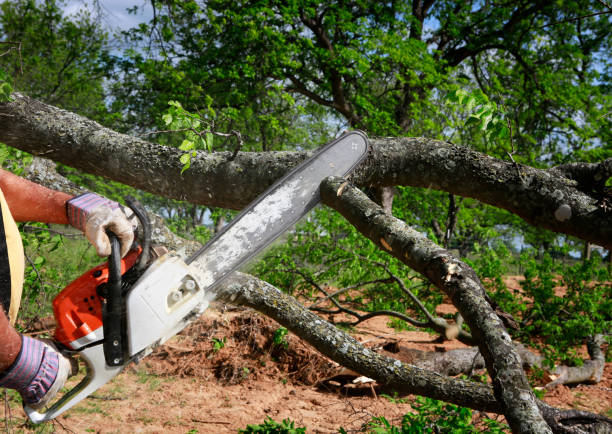 Reliable Grissom Af, IN Tree Services Solutions